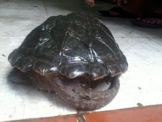 Rùa Cá Sấu