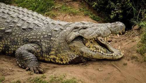 Con cá sấu sống lâu nhất thế giới
